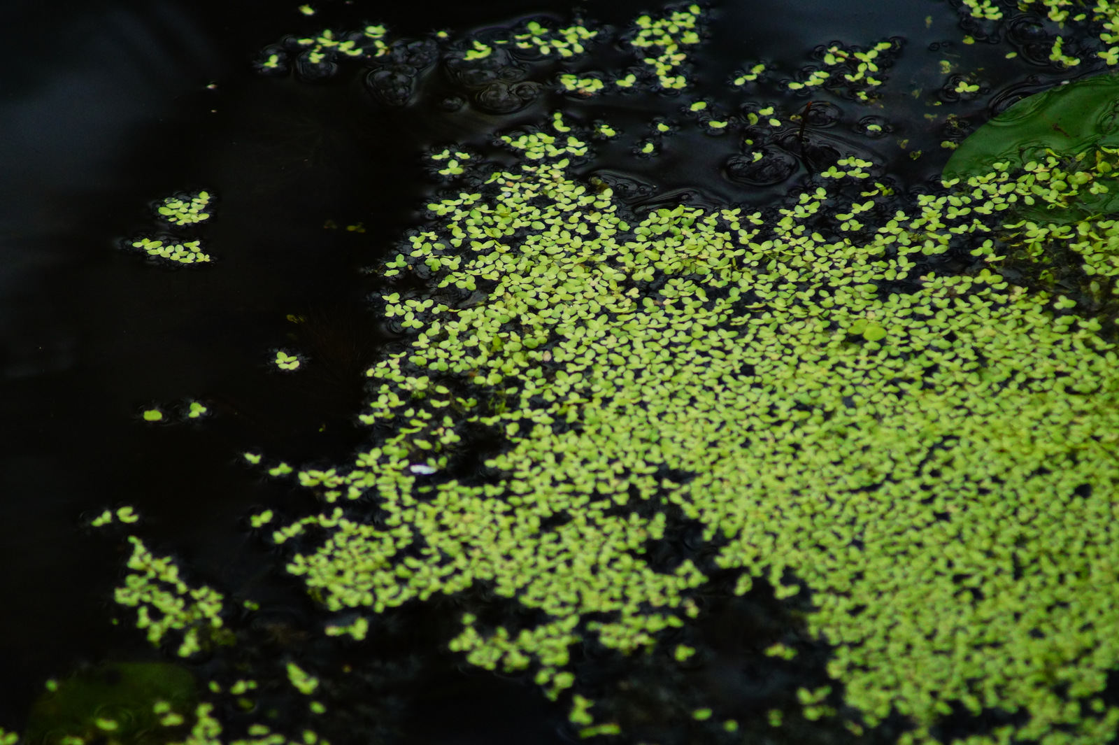 木森,木森景觀設計,台南景觀設計,戶外景觀,綠植設計,綠植牆
