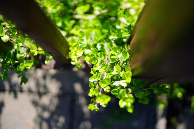 木森,木森景觀設計,台南景觀設計,戶外景觀,綠植設計,綠植牆