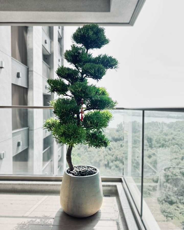 木森,木森景觀設計,台南景觀設計,戶外景觀,綠植設計